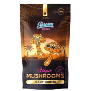 Baby Burma Magic Mushroom